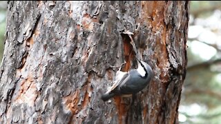 Nuthatch on a pine tree