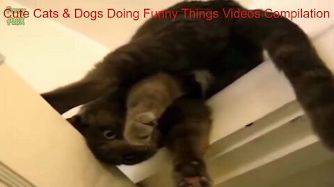 Cute Cats and Dogs Doing Funny Things Videos Compilation