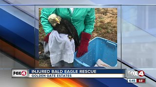 Bald Eagle rescue