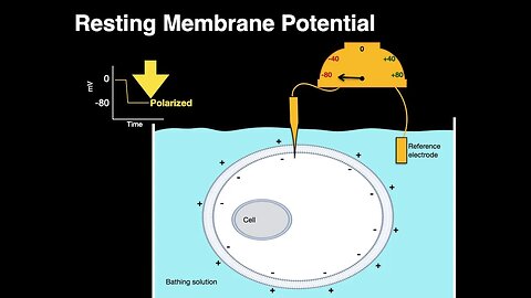 Resting membrane potential