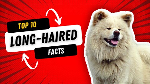 Long Haired Akita - Top 10 Facts