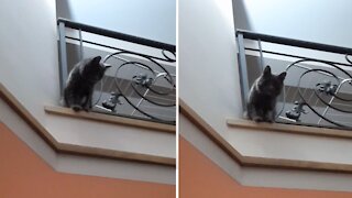 Cat Plays Game Of Indoor Volleyball With His Owner