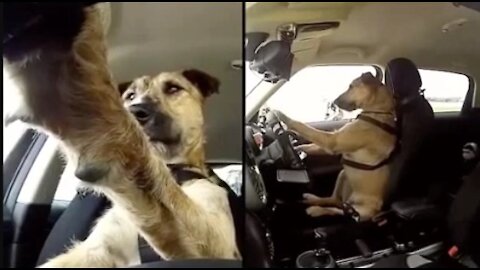 The driver dog!
