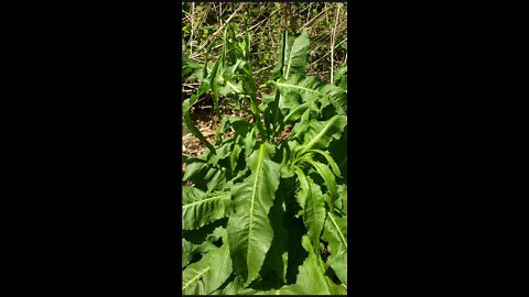 Curled dock, Yellow dock, Rumex crispus ผักกาดป่าใบหยิกรสเปรี้ยว