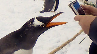 Naughty penguin bites trainer and runs away