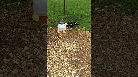 #ducklings learning where to find water