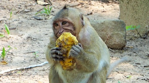 Baby Monkey Eating Mango
