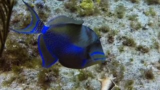 Beautiful Queen Triggerfish Has Both Looks And Brains