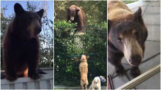 Famiglia di orsi fa visita alla stessa casa ogni anno