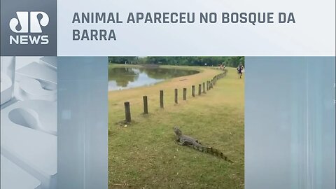 Jacaré-do-papo-amarelo ‘invade’ piquenique de amigos no Rio de Janeiro