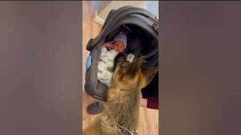 Adorable Dog Meets Family's New Baby.