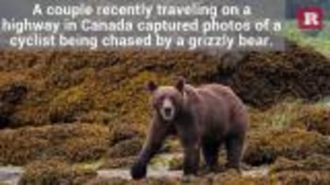 Highway drivers rescue cyclist being followed by a grizzly bear | Rare News