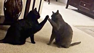 Felines' hilarious "high five" greeting