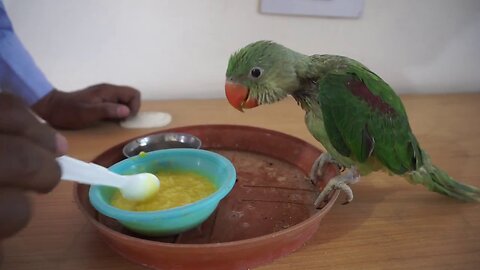 Feed the beautiful colorful parrot chicks
