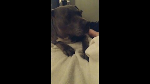 Pitbull scared of thunderstorms