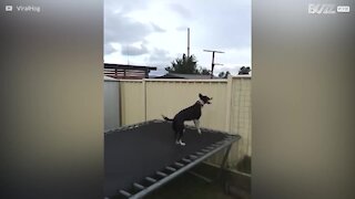 Un chien capable de faire du trampoline pendant des heures