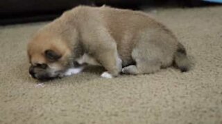 Adorable puppy takes his first steps