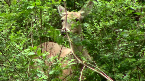 Deer Hiding in Back Yard Watching Over Surprise