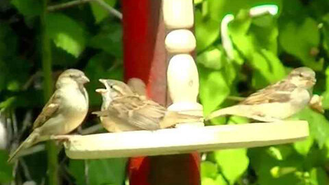 IECV NV #121 - 👀 Sparrows At The Red Feeder 10-13-2015