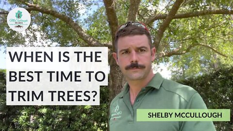 Best Time to Trim Trees for Proper Maintenance | Hint: It’s Sooner Than You Expected