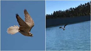 Il falco si lancia nel lago per afferrare la sua preda!