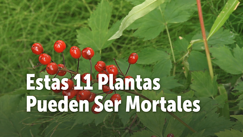 Estas 11 Plantas Pueden Ser Mortales