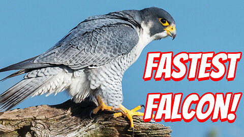 How Deadly Are Peregrine Falcon!