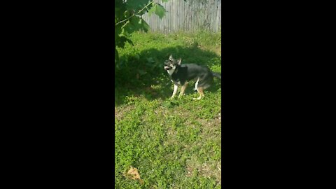 Must see this dog gone tree trimming services