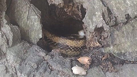 The BOA Moma is Back and inside the 300 yr old Live Oak Tree.
