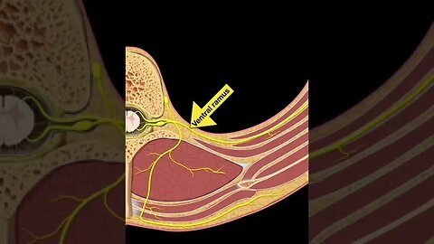 Testing Spinal cord and Nerves (Part D) #shorts