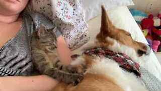 Killing giver hund afslappende massage