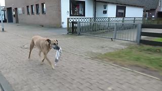 Obedient Dog Is Running Errands Together With Owner