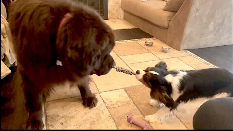Cavalier beats the odds and defeats Newfie in tug of war