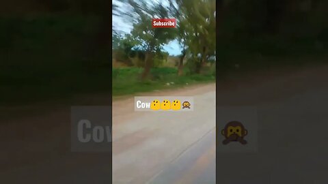 cow video viral#ytshorts cow death on road#video viral#ytshortviral#cow video viral#3.5M view