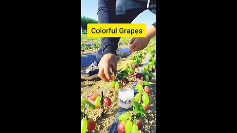 Colorful Grapes #foodie #foodreels