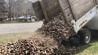 Potato industry receives 50 million dollars in federal aid