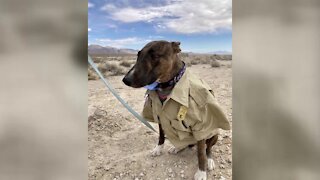 National Parks Bark Ranger Program in Las Vegas