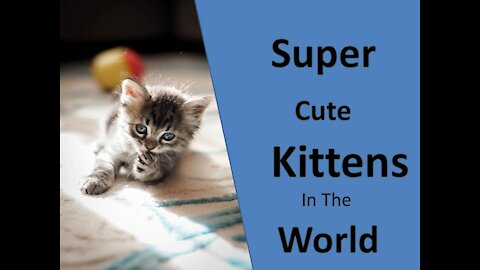 Super Cute Kittens in The World