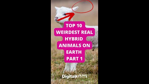 Top 10 Weirdest Real Hybrid Animals on Earth Part 1