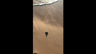Baby Turtle heading for the Water