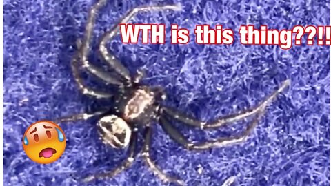 It’s name that spider season!