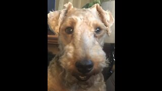 Welsh Terrier Attempts to catch ball