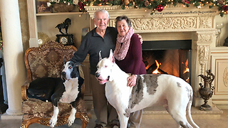 Family photo with Great Danes is no easy feat