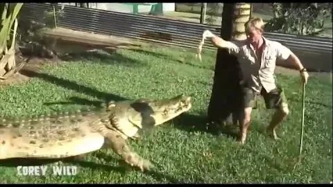 BIG Gnarly CROCODILES!!