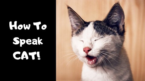 How To Speak Cat Language