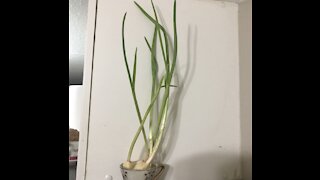 Green garlic sprouting at kitchen