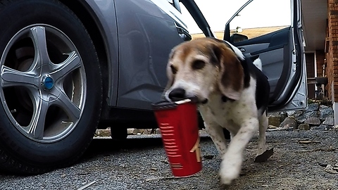 Rescue Beagle Steals Owner's Coffee From Family Van