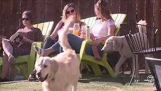Colorado lawmakers considering bill that could allow or prohibit dogs on restaurant patios
