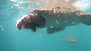 Sharks Eating Next to the Boat