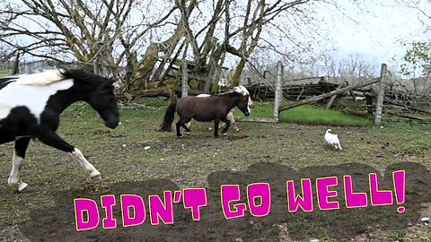 Pot Belly Piglet Meets The Horses For The First Time!